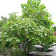 image de Catalpa speciosa