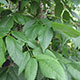 image de Fraxinus americana 'Junginger' ou