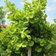 image de Ginkgo biloba (sur tige)