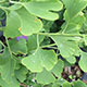 image de Ginkgo biloba