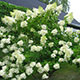 image de Hydrangea paniculata