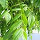 image de Juglans cinerea