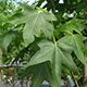 image de Liquidambar styraciflua