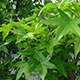 image de Liquidambar styraciflua