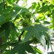 image de Liquidambar styraciflua