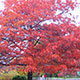 image de Quercus coccinea