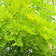 image de Robinia pseudoacacia