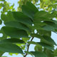 image de Robinia pseudoacacia