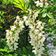 image de Robinia pseudoacacia