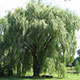 image de Salix alba