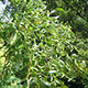 image de Salix matsudana