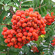 image de Sorbus aucuparia