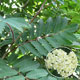 image de Sorbus aucuparia