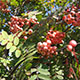 image de Sorbus