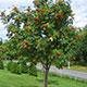 image de Sorbus aucuparia