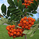 image de Sorbus aucuparia