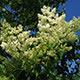 image de Syringa reticulata