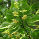 image de Tilia americana