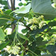 image de Tilia cordata