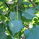 image de Tilia cordata