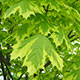 image de Acer platanoides