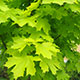 image de Acer platanoides