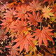 image de Acer pseudosieboldianum