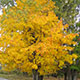 image de Acer saccharum