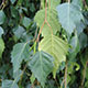 image de Betula pendula