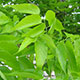 image de Celtis occidentalis