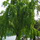 image de Cercidiphyllum japonicum