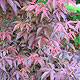 image de Acer palmatum