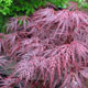 image de Acer palmatum var. dissectum