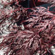 image de Acer palmatum var. dissectum