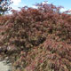 image de Acer palmatum var. dissectum