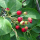 image de Amelanchier canadensis