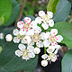 image de Aronia melanocarpa