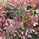 image de Berberis thunbergii