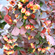 image de Berberis thunbergii