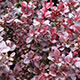 image de Berberis thunbergii