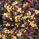 image de Berberis thunbergii