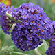 image de Buddleja