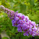 image de Buddleja