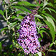 image de Buddleja