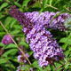 image de Buddleja