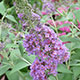 image de Buddleja