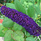 image de Buddleja