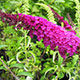 image de Buddleja