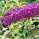 image de Buddleja