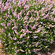 image de Calluna vulgaris